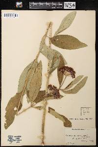 Asclepias purpurascens image
