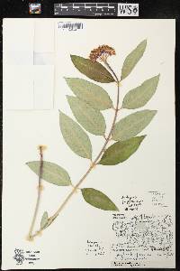 Asclepias purpurascens image