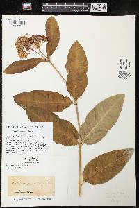 Asclepias purpurascens image