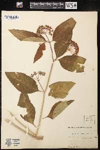 Asclepias purpurascens image