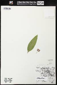 Asclepias purpurascens image