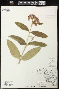 Asclepias purpurascens image