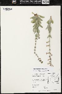 Penstemon fendleri image