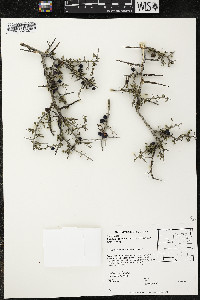 Sarcomphalus obtusifolius image