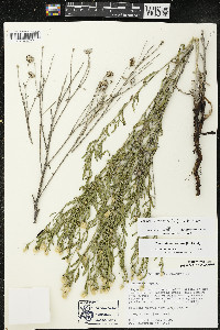 Rhaponticum repens image