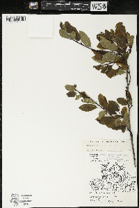 Ilex mucronata image