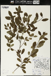 Ilex mucronata image