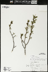 Ilex mucronata image