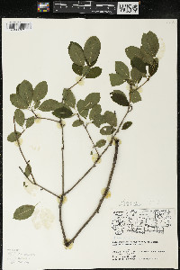 Ilex mucronata image