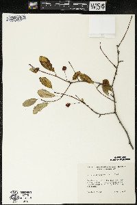 Ilex mucronata image