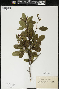 Ilex mucronata image
