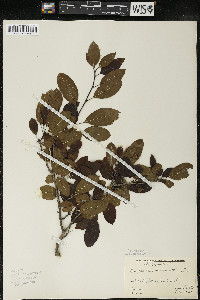 Ilex mucronata image