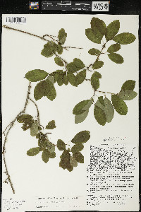 Ilex mucronata image