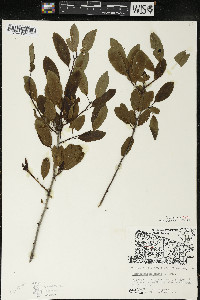 Ilex mucronata image