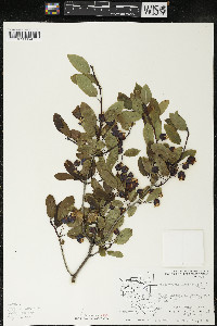 Ilex mucronata image