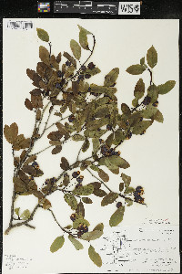 Ilex mucronata image