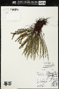 Asplenium trichomanes subsp. quadrivalens image