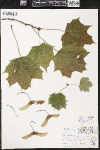 Acer platanoides image