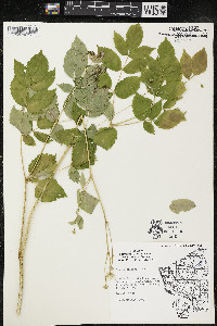 Aralia hispida image