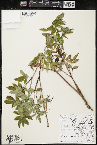 Aralia hispida image