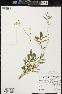 Aralia hispida image