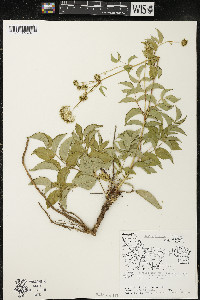 Aralia hispida image