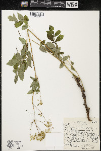 Aralia hispida image