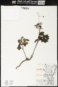 Aralia hispida image