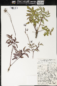Aralia hispida image