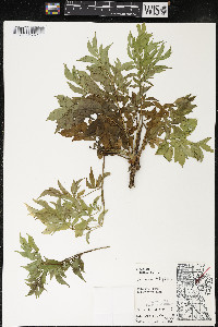 Aralia hispida image