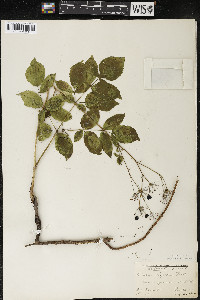 Aralia hispida image