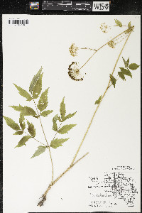 Aralia hispida image