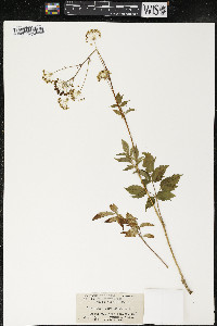 Aralia hispida image