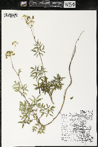 Aralia hispida image