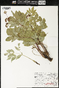 Aralia hispida image