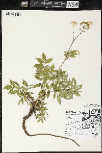 Aralia hispida image