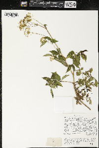 Aralia hispida image