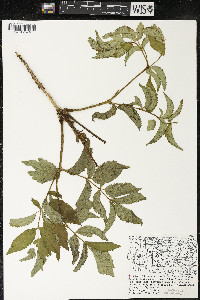 Aralia hispida image