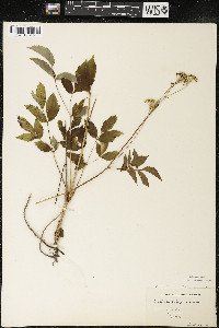 Aralia hispida image