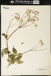 Aralia hispida image