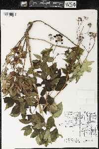 Aralia hispida image