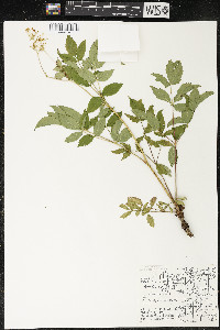 Aralia hispida image