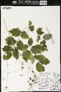 Aralia hispida image