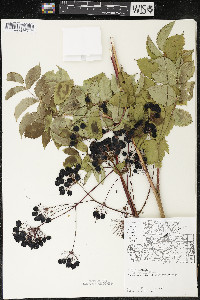Aralia hispida image