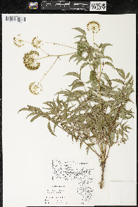 Aralia hispida image