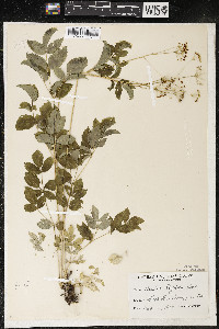 Aralia hispida image