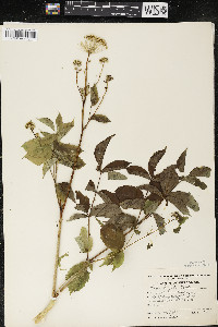 Aralia hispida image