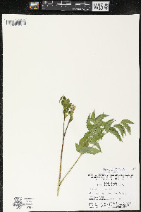 Aralia hispida image