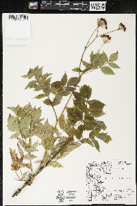 Aralia hispida image