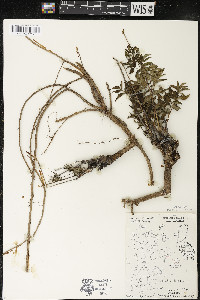 Aralia hispida image